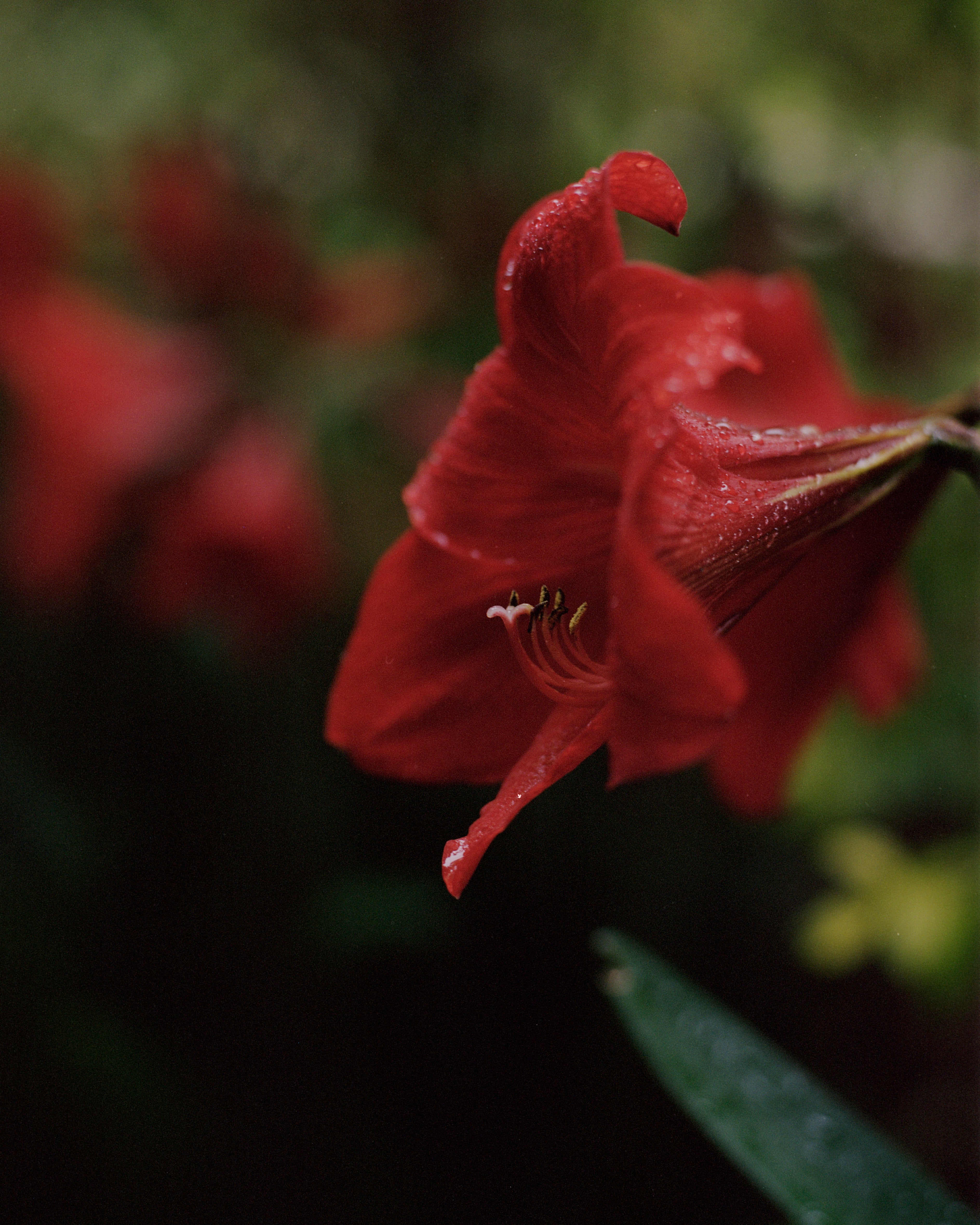 Sagastume Honey Pacas